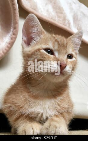 10 week old ginger tabby cat kitten Stock Photo