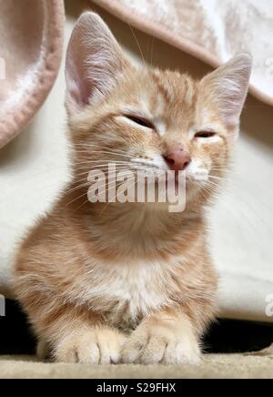 10 week old ginger tabby cat kitten Stock Photo