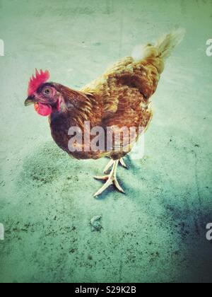 Creative portrait of a Rhode Island Red backyard chicken standing on concrete floor Stock Photo