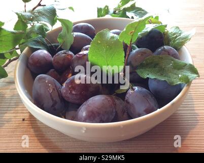 Freshly harvested plums in white bowl and leaves of a plum tree Stock Photo