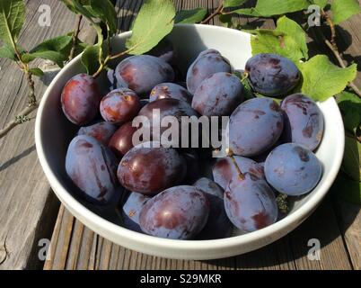 Freshly harvested plums in white bowl on wooden table Stock Photo