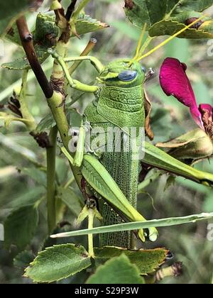 Grass hopper in my rose bush Stock Photo