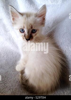 Lynx Ragdoll Kitten Stock Photo Alamy