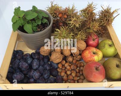 Harvested bio products from the garden collected in a wooden fruit crate on white background Stock Photo