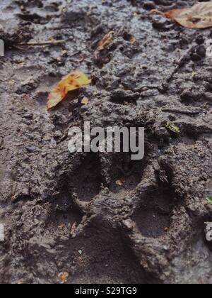 Paw print in a mud Stock Photo