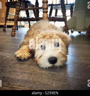 Cute face of a golden colored Irish soft coated Wheaten Terrier puppy laying on a wooden kitchen floor with copy space. Stock Photo