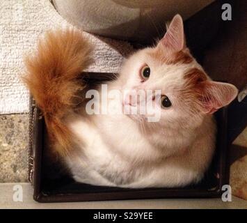 Cat portrait Stock Photo