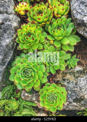 Close up of succulent flowers growing out of rock Stock Photo
