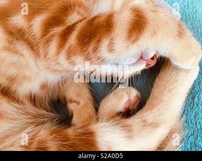 11 week old ginger tabby cat kitten sleeping I Stock Photo