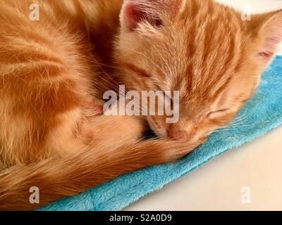 11 week old ginger tabby cat kitten sleeping Stock Photo