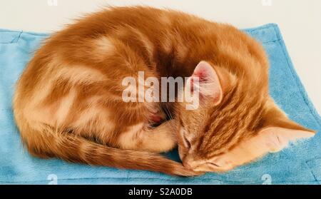11 week old ginger tabby cat kitten sleeping Stock Photo