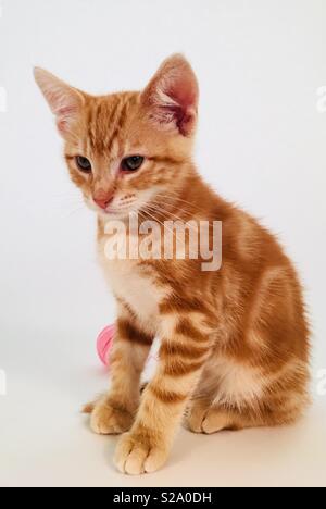 11 week old ginger tabby cat kitten Stock Photo