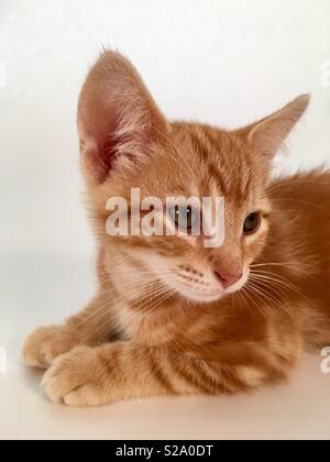 11 week old ginger tabby cat kitten Stock Photo
