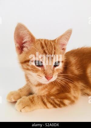 11 week old ginger tabby cat kitten Stock Photo