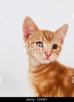 11 week old ginger tabby cat kitten Stock Photo