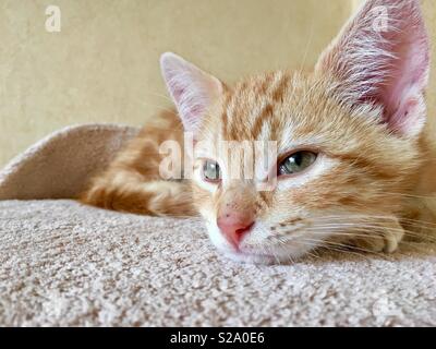 11 week old ginger tabby cat kitten Stock Photo