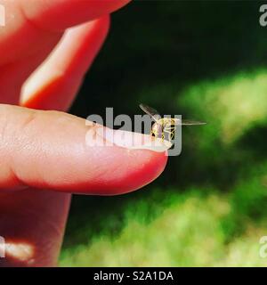 A black and yellow hoverfly sometimes called flower flies or syrphid flies, sitting on a womans fingernail with green copy space. Stock Photo