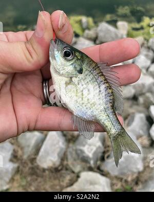 Person holding a baby bluegill fish caught on a pole with the hook still in its mouth also known as a bream, brim, sun fish or copper nose. Stock Photo