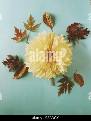 Yellow dahlia bloom and fallen autumn leaves on a blue background, in a beautiful fall nature flatlay. Stock Photo