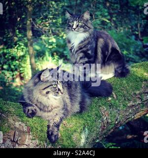 Norwegian Forest Cats on the look out in the woods Stock Photo