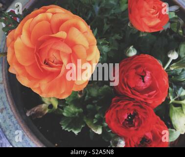 Orange and red Ranunculus flowers in a pot. Stock Photo
