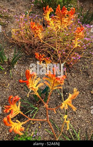 Kanagroo paw plant (Anigozanthos) found in southern Australia Stock Photo