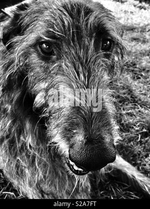 Portrait of Scottish Deerhound Stock Photo