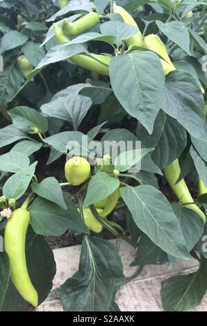 Hungarian Hot Wax Chilli Peppers Stock Photo