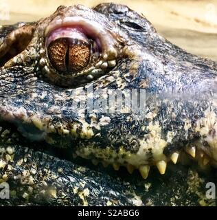 Eye of Couvier’s dwarf caiman Stock Photo