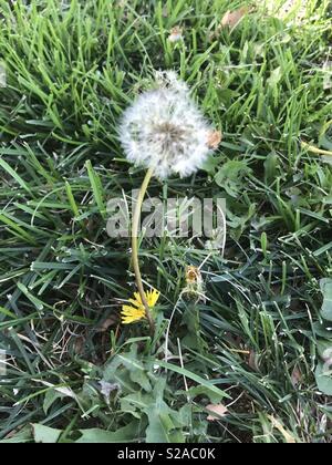Light and fluffy snowy white dandelion blowing in the breeze on a nice warm summer afternoon at the park Stock Photo