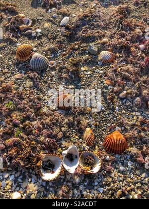 Seashells on the beach. Stock Photo