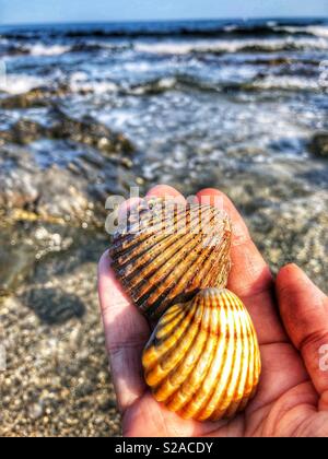 Two seashells in a hand. Stock Photo