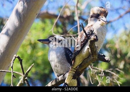 Two Native Australian laughing Kookaburras perched on a tree Stock Photo