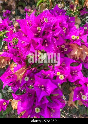 Beautiful pink / fuchsia flowers with dark green leaves Stock Photo - Alamy