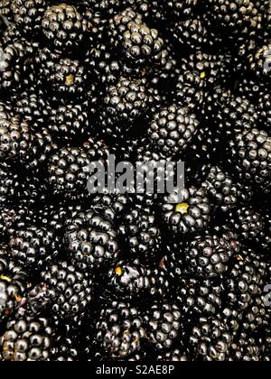 Freshly picked wild blackberries in early September from the Gower, Wales. Stock Photo