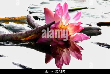 High key shot of water lily with reflection Stock Photo