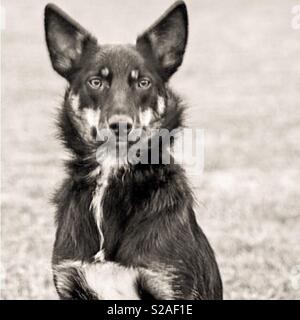 My old Australian Kelpie dog Thai. He was the best dog in the world. So loyal and my best friend Stock Photo