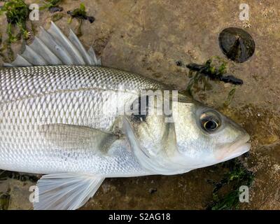 European sea bass ( Dicentrarchus labrax). A live bass, caught on a