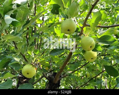 Four large green apples hanging in a tree, seen from below. Stock Photo