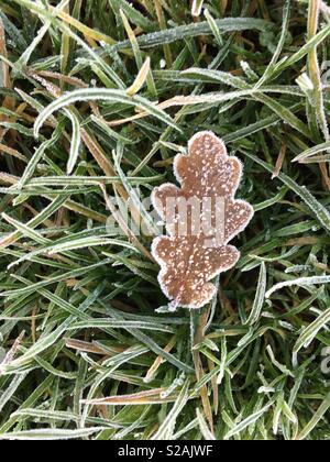 Frosty leaf Stock Photo
