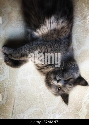 British long hair Cat laying down on ground looking up Stock Photo