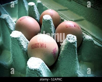 Fresh Eggs in a green egg box. Stock Photo