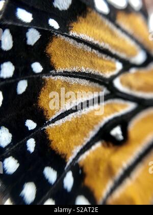 Close up of a queen butterfly wing