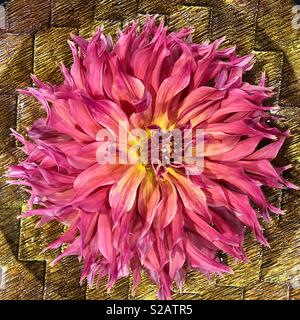 A dahlia flower in a bowl of water. Stock Photo