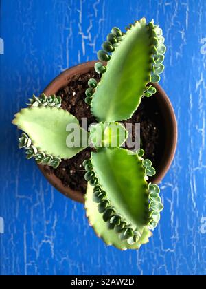 mother of thousands plant. Stock Photo