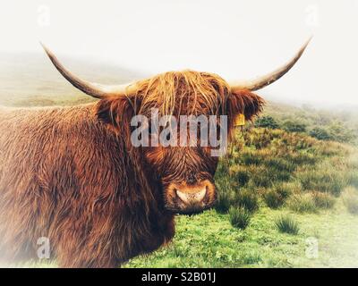 Highland cow, portrait. Loch Lomond and The Trossachs National Park, Scotland Stock Photo