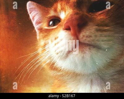 Ginger tabby cat kitten looking thoughtful Stock Photo