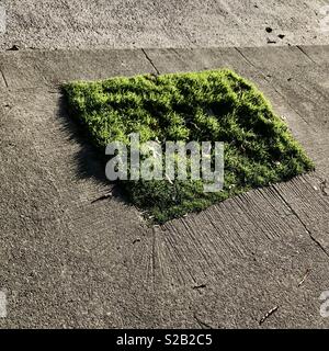 A square patch of green grass in concrete on a street in Dublin. Stock Photo