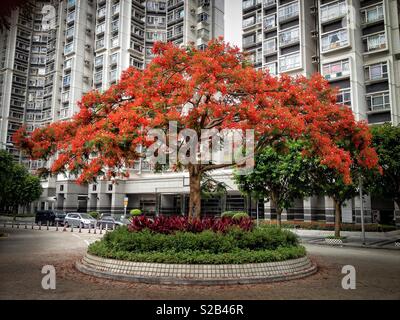 A Flame tree (Delonix regia), also known as Flame of the Forest, Royal Poinciana, Flamboyant, or Phoenix tree in Chinese (凤凰木), in Tin Shui Wai, New Territories, Hong Kong Stock Photo