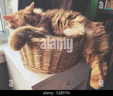Large fluffy orange cat sleeping in a small wicker cat bed basket Stock Photo